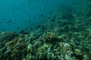 Redtooth Triggerfish
