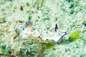 Bumpy Mexichromis