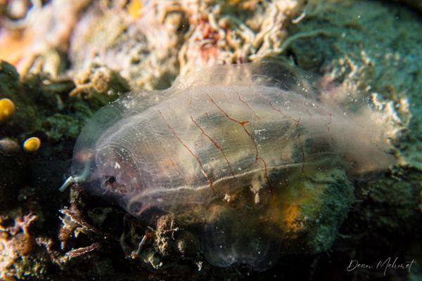 Tawali Resort Main Wharf encounter 15