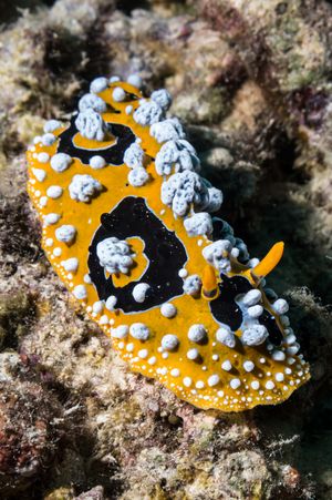 Ocellate Phyllidia