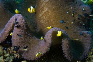 Saddleback Anemonefish