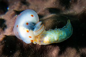 Four-lined Polycera