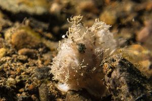 Candiella plebeia