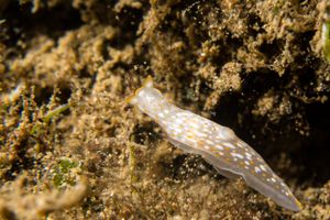 Four-lined Polycera