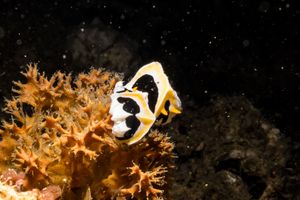 Mushroom Coral Reticulida