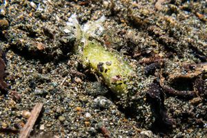 Shortpouch Pygmy Pipehorse