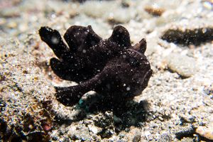 Splitlure Frogfish