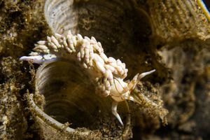 White Aeolis