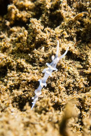 Bicolor nudibranch