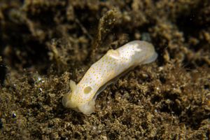Gymnodoris citrina