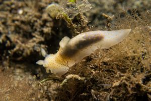 Gymnodoris citrina