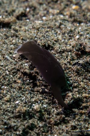 Phanerophthalmus