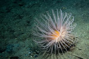 Fringed Cerianthid