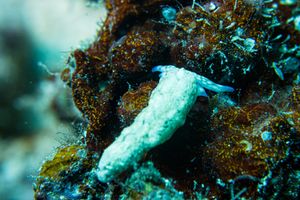 Aplysia nigrocincta