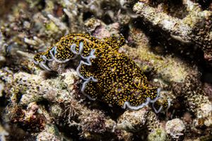 Acanthozoon