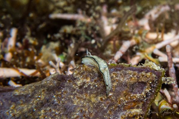 Cobbs Cliff encounter 10