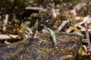 Ornate sap-sucking slug