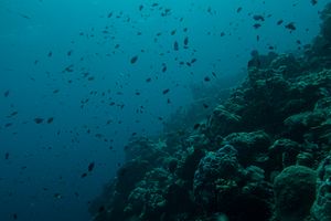 Red Sea Half-and-half Chromis