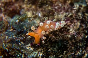 Desirable Flabellina