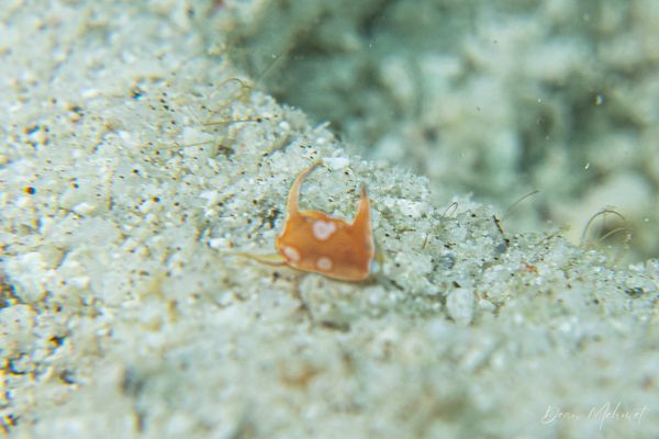 BoiBoiWaga Island encounter 17