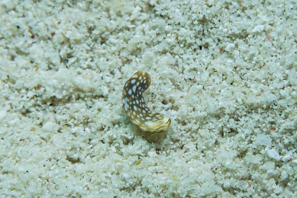 BoiBoiWaga Island encounter 18
