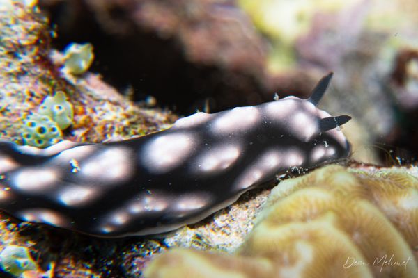 BoiBoiWaga Island encounter 21