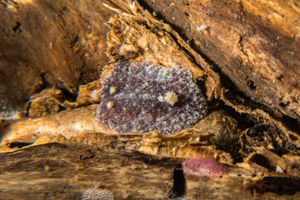 Hairy Spiny Dorid