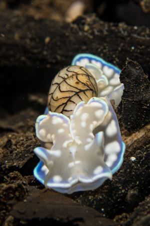 Micromelo scriptus