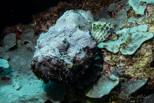 Archive frame - Tawali, PNG - 17 July 2026 - Dive 1 - Coral Garden