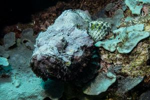 Large Flower Coral