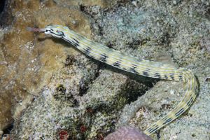 Reeftop Pipefish
