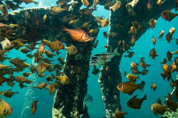 Busselton Jetty encounter 26