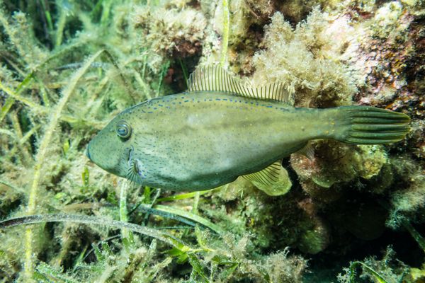 Busselton Jetty encounter 28