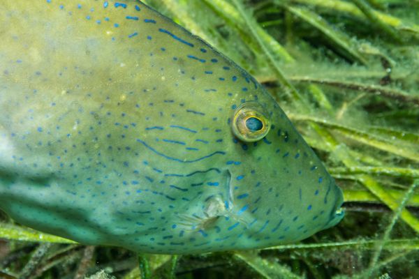 Busselton Jetty encounter 29