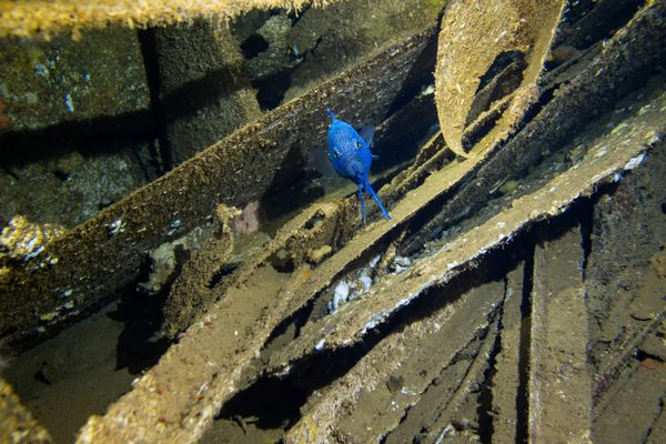 HMAS Swan encounter 49