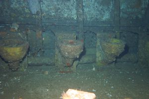 Wolf Eel