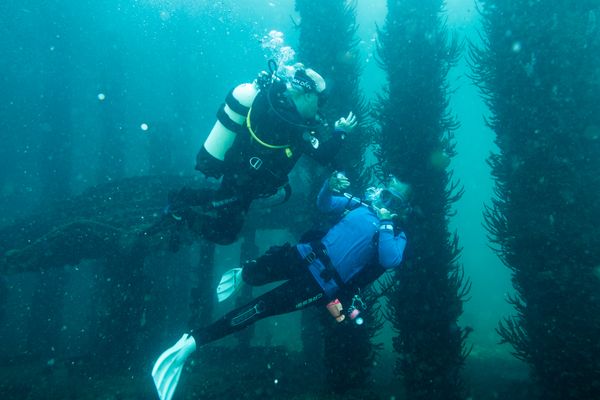 Busselton Jetty encounter 33