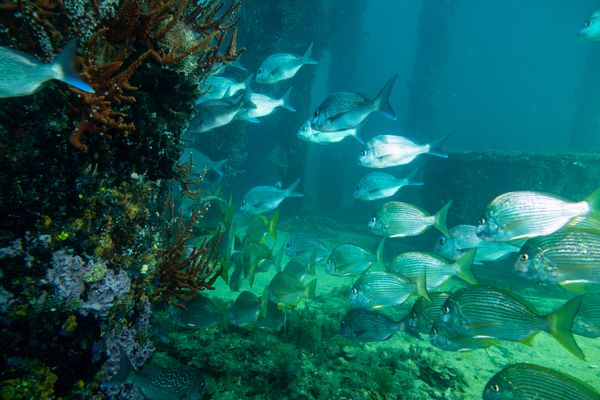 Busselton Jetty encounter 35